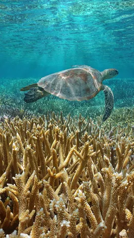 Schatten im Paradies