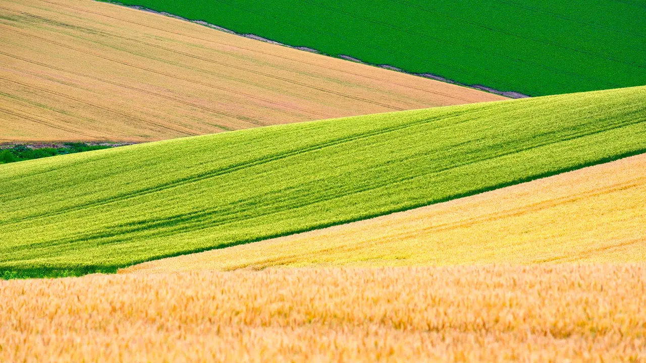 美しい黄金色の小麦畑