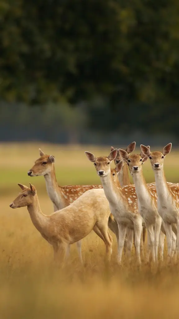 &ldquo;跟我来&rdquo;