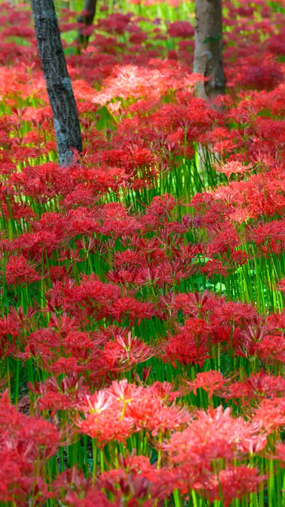 今日は秋分の日