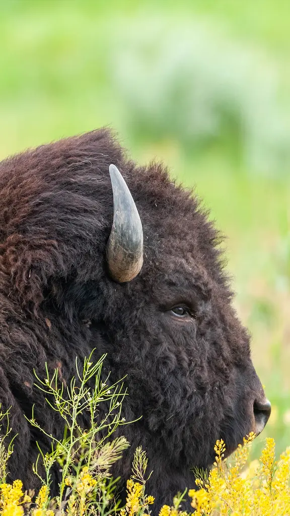 Mam&iacute;fero nacional dos EUA