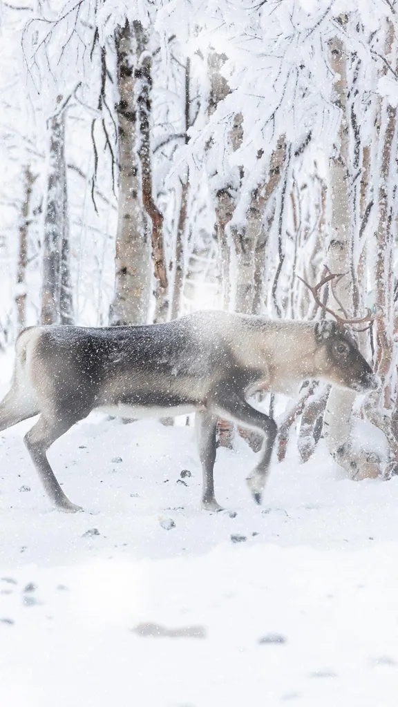 La magia corre por los bosques