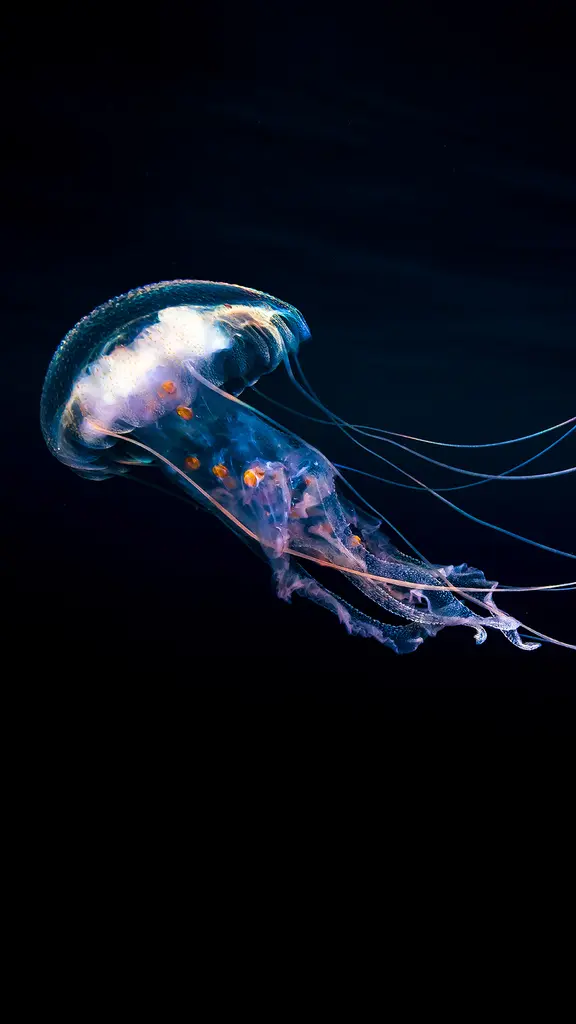 Fluttuano, brillano, resistono