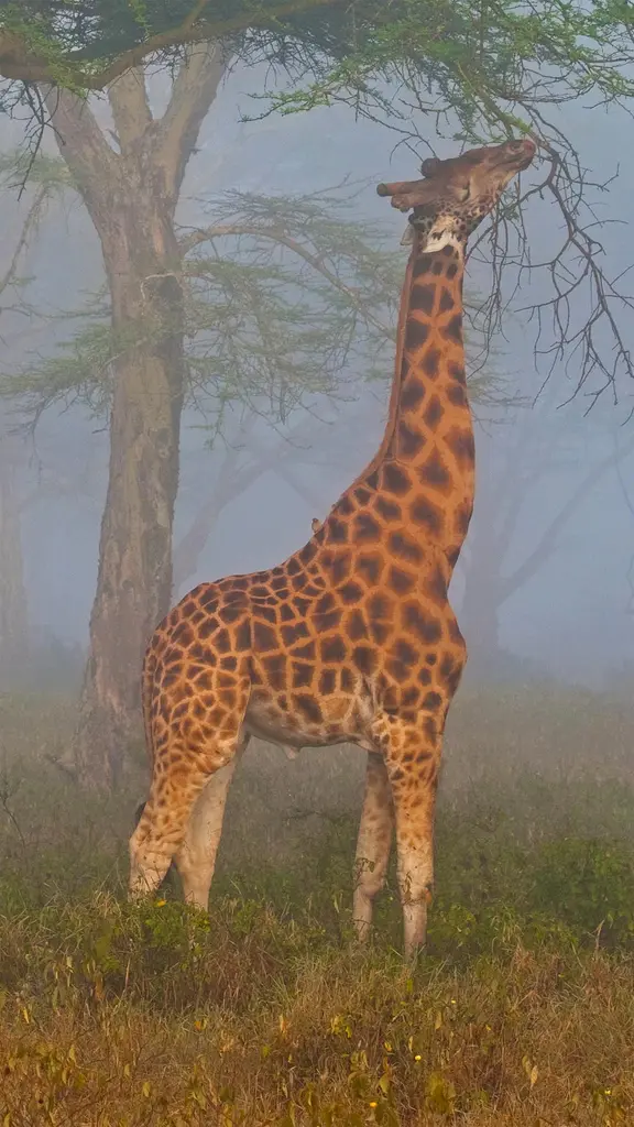 纳库鲁湖国家公园中的罗氏长颈鹿，肯尼亚