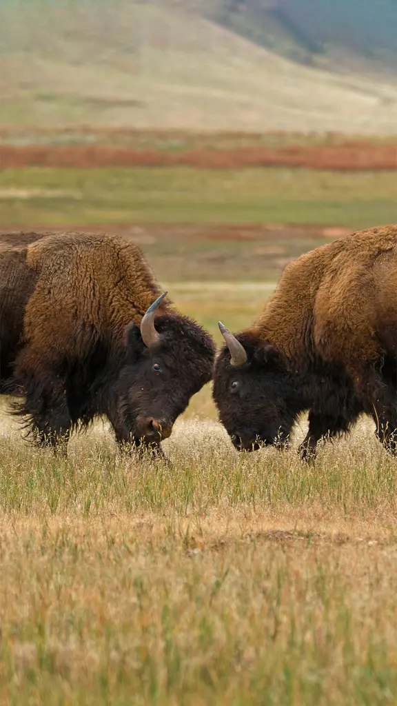 神奇水牛在哪里？