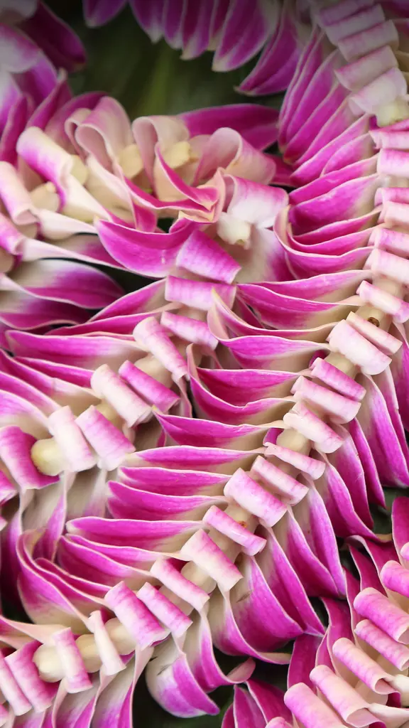 &iexcl;Aloha, el susurro del para&iacute;so!