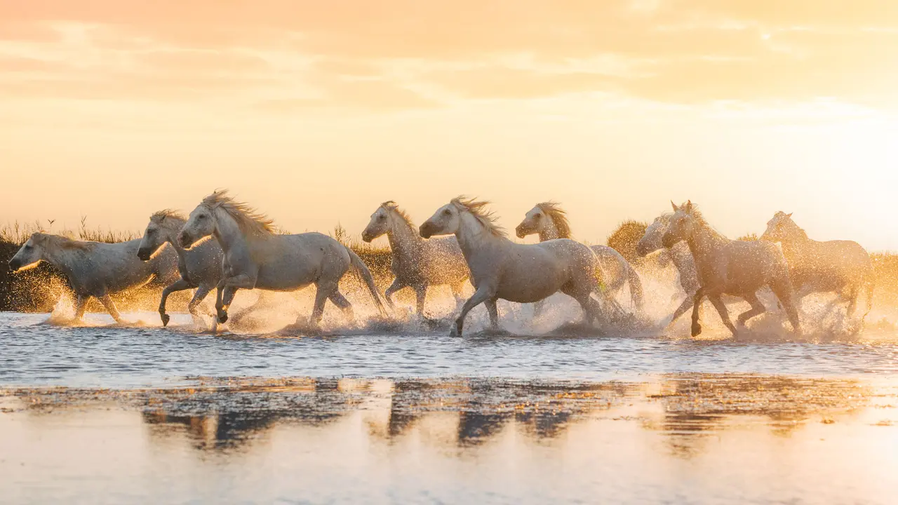 Chevaux de Camargue pr&egrave;s d'Aigues-Mortes, Occitanie (&copy; Francesco Riccardo Lacomi