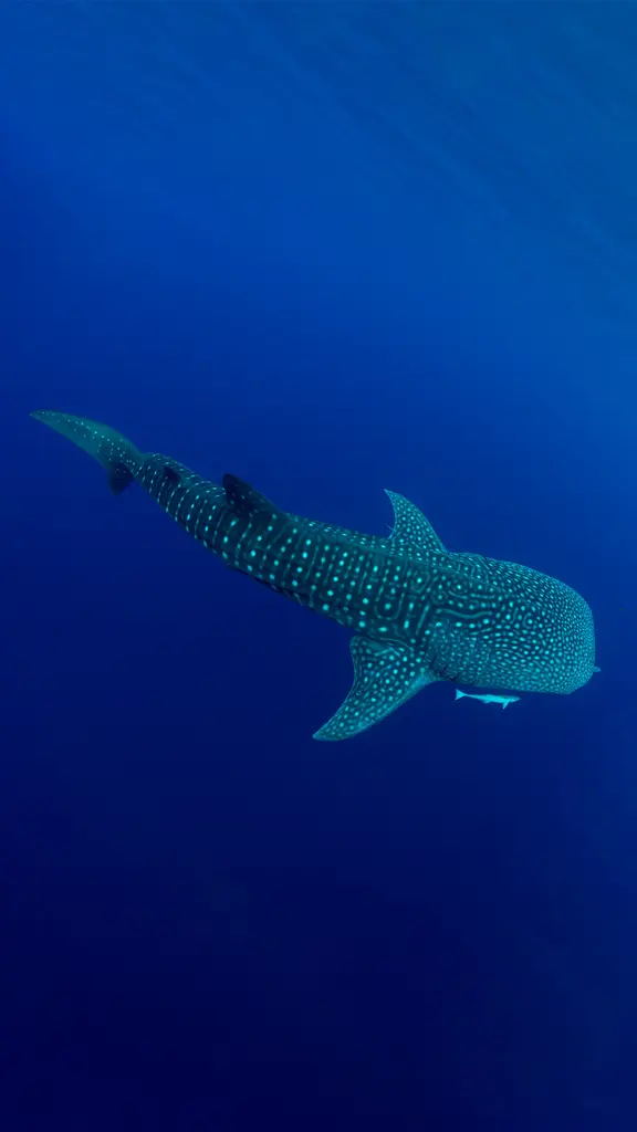 Majest&auml;tische Unterwasserriesen