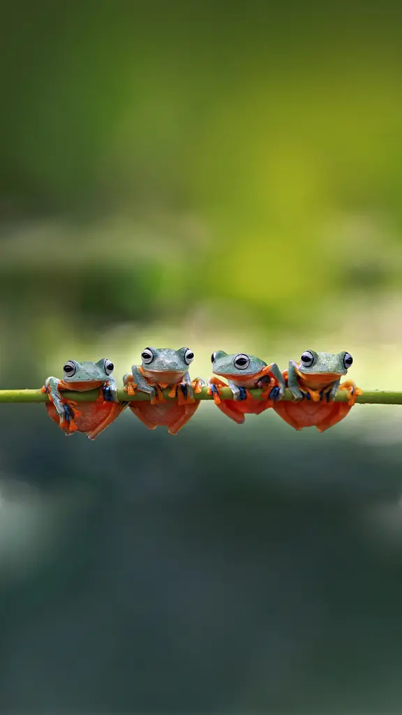 四只爪哇树蛙趴在树茎上，印度尼西亚