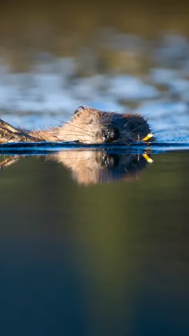Un castor branch&eacute; !