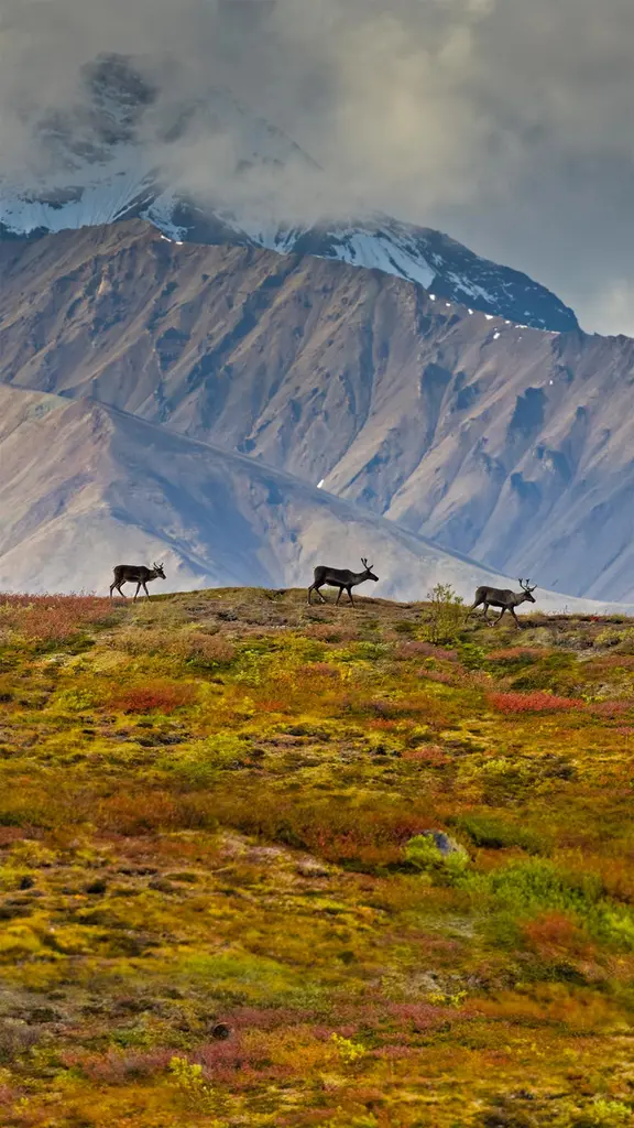 德纳利国家公园和自然保护区的驯鹿，阿拉斯加