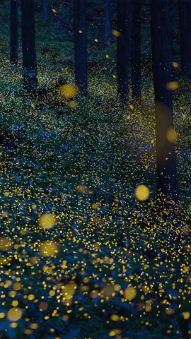 日南市的萤火虫，日本鸟取县