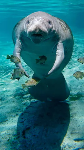 憨态可掬的海牛, 美国佛罗里达州