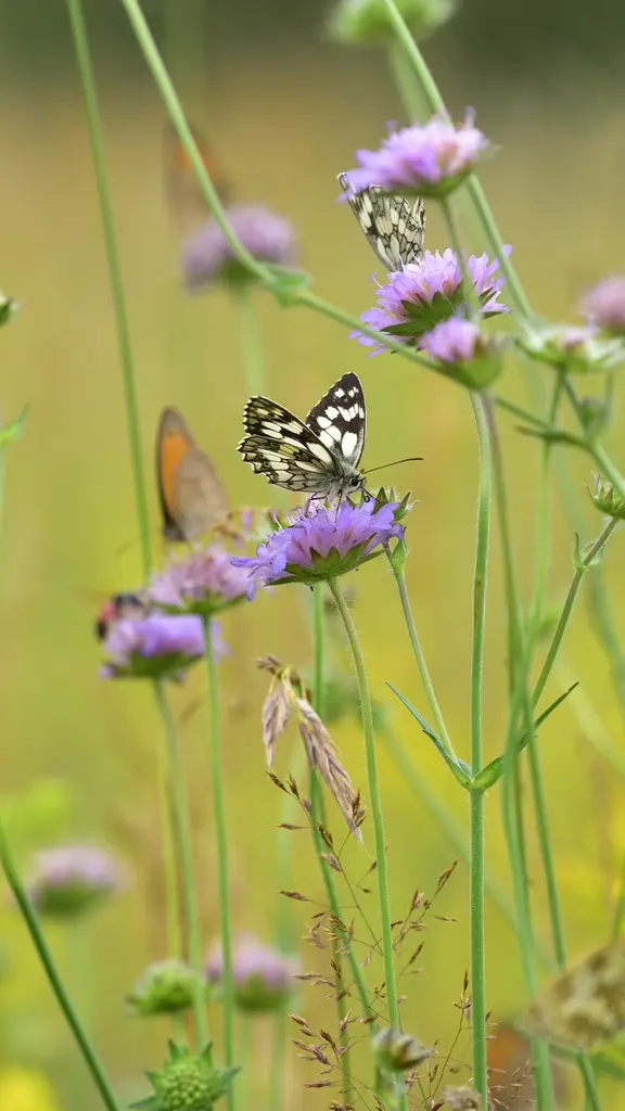 Schweben wie ein Schmetterling