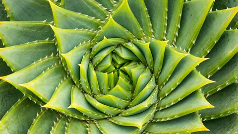 Verborgene Geheimnisse der Natur