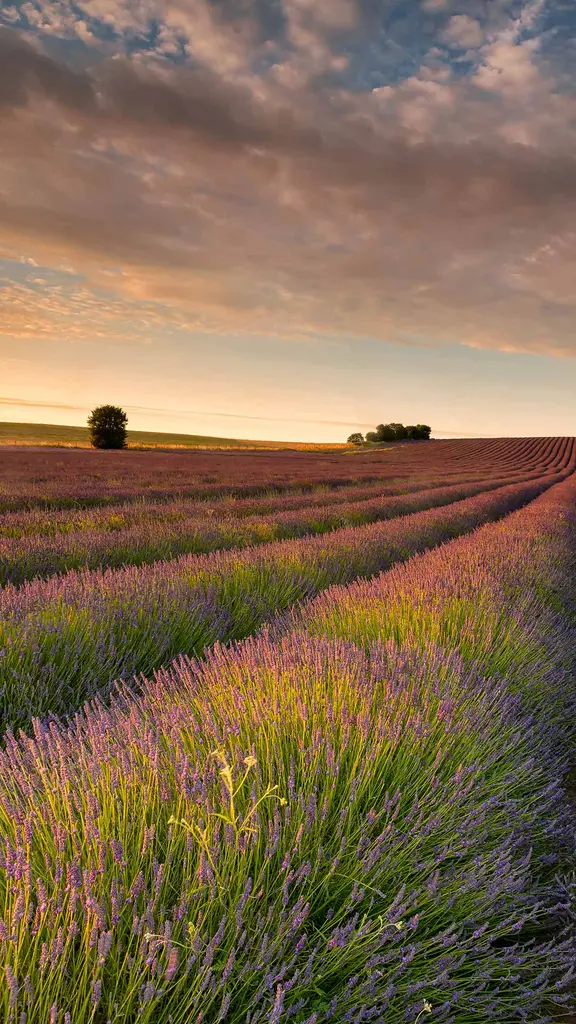 Ein violettes Bl&uuml;tenmeer