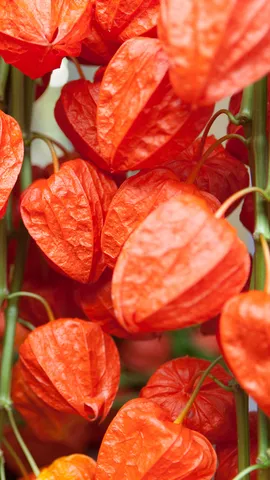 今日は四万六千日