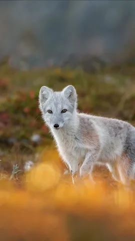 北极狐，挪威多弗勒山-松达尔国家