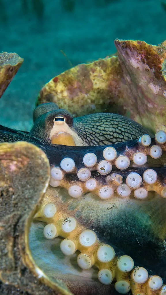 O que est&aacute; se escondendo nesta concha gigante?