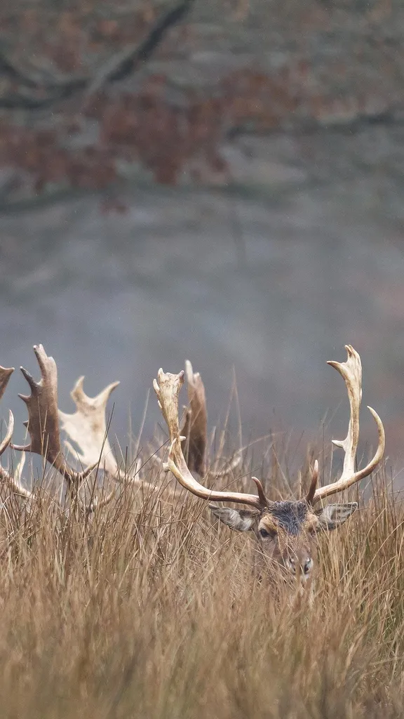 Promenons-nous dans les bois&hellip;