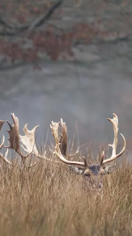 Promenons-nous dans les bois&hellip;