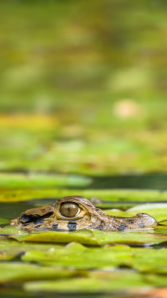Life's good in the swamp!
