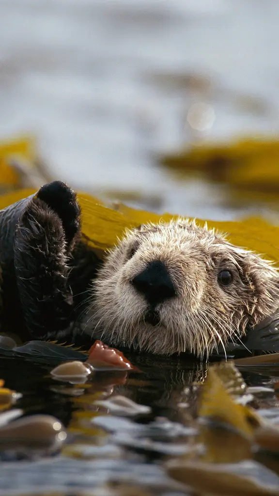 今日は世界カワウソの日