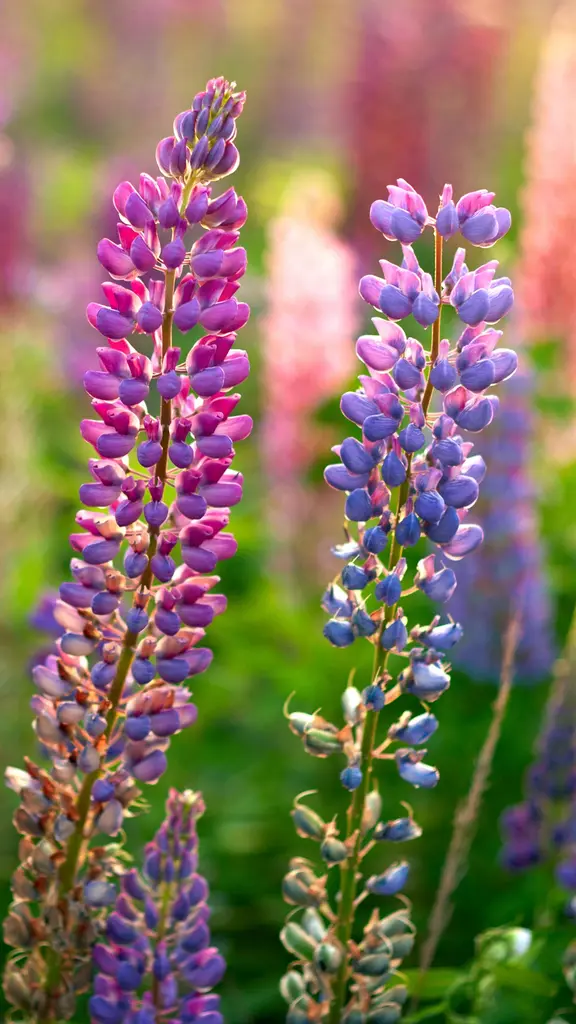 蝴蝶最好的朋友