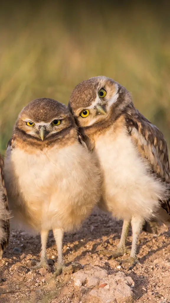 今日は兄弟姉妹の日