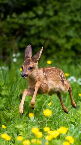Rencontre avec les faons chevreuils