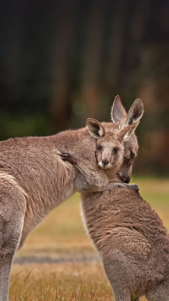 来自妈妈的拥抱和爱
