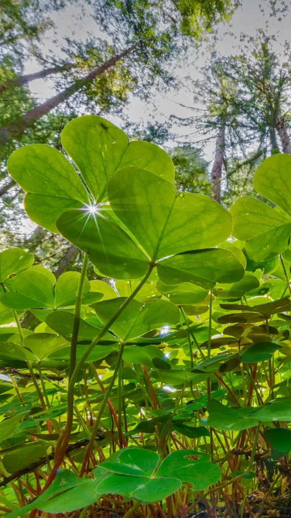 有四叶草吗？