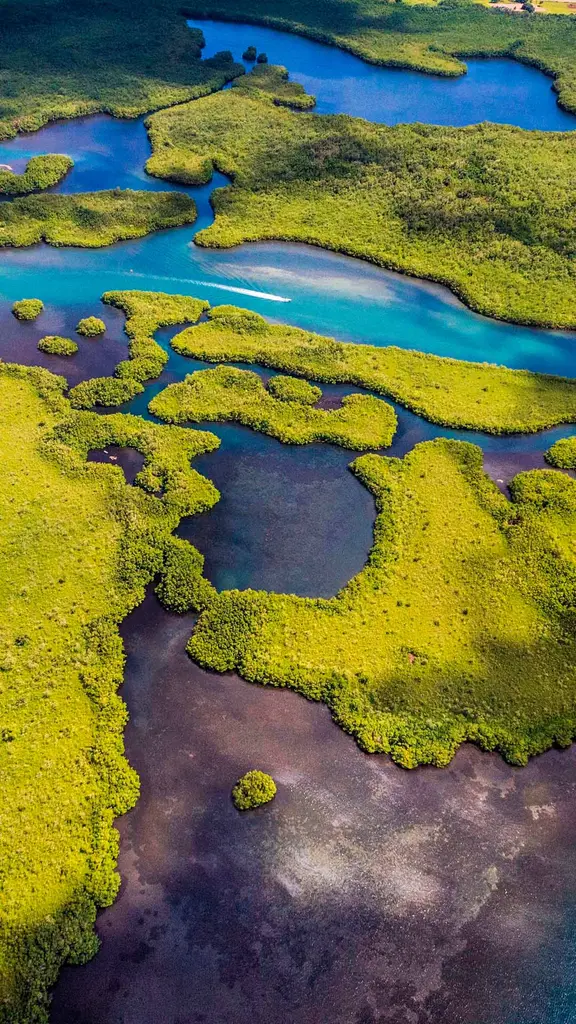 豊かなマングローブが生息する湾