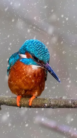 Winter's brightest catch