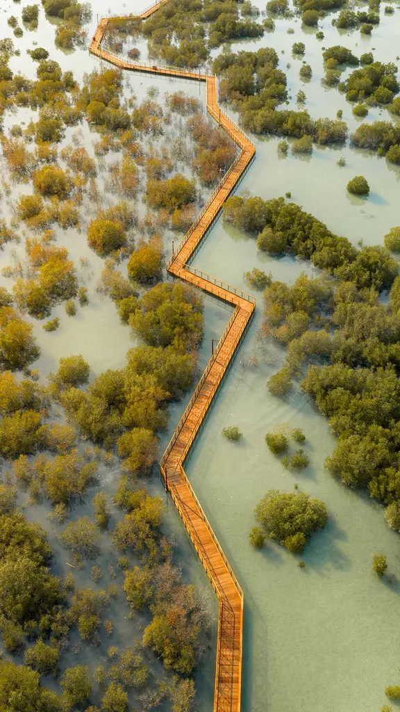 今日はマングローブ生態系保護の国際デー