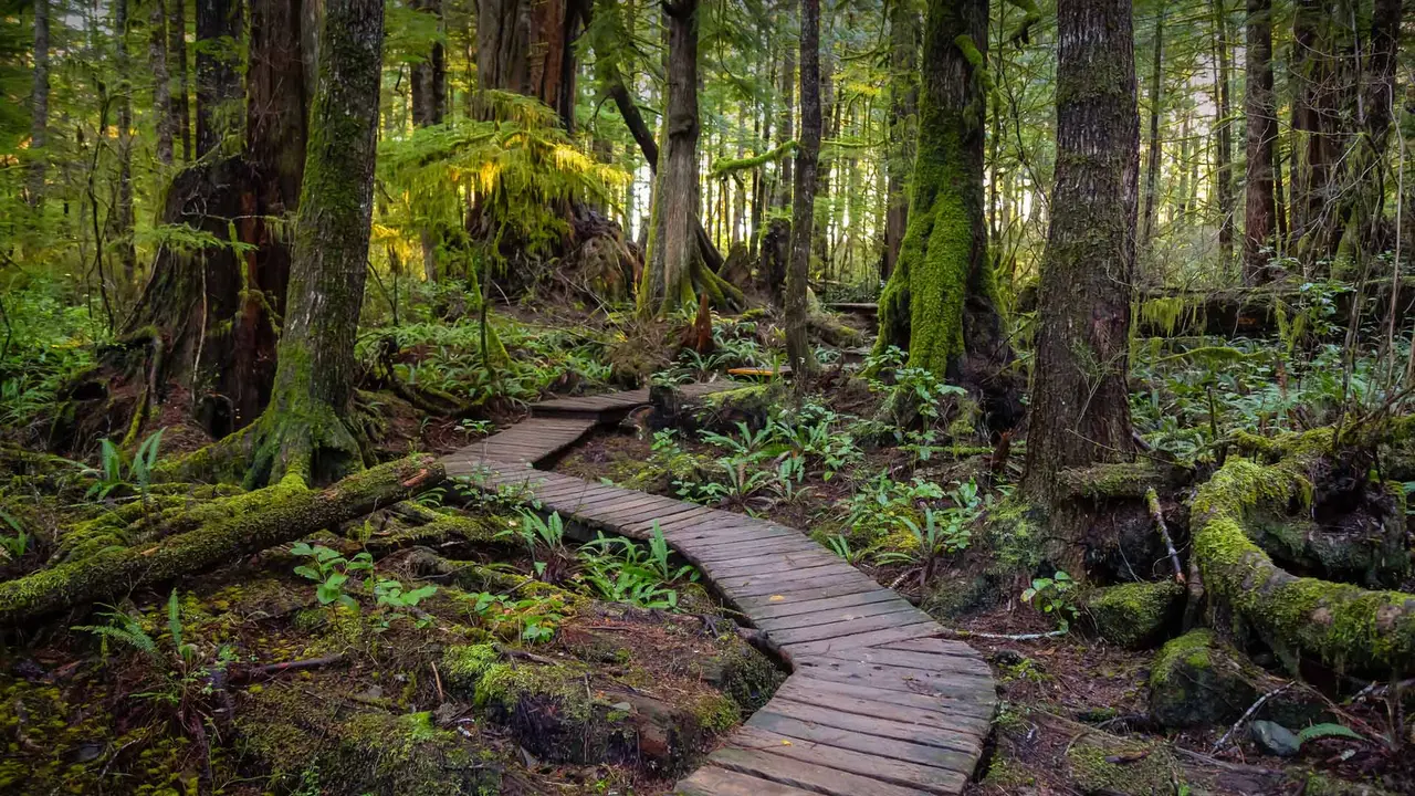 Ein geheimnisvoller Pfad