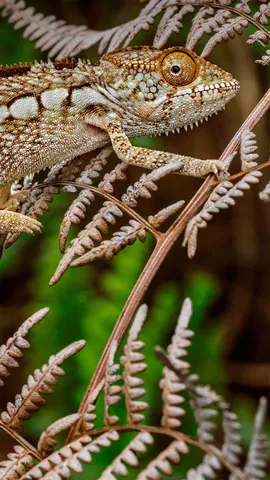 捉迷藏世界冠军