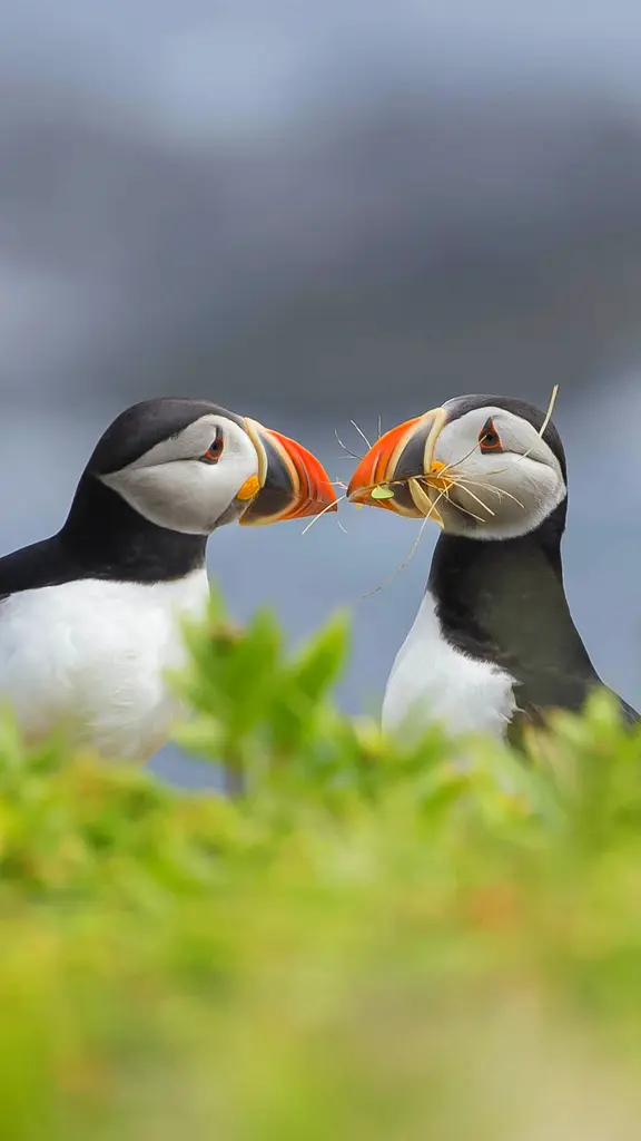 Puffins with a plan