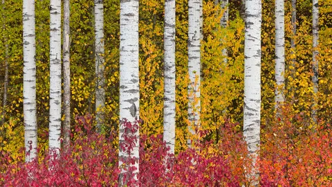 Fall's flaming colours