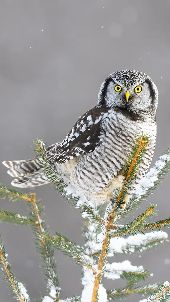 &ldquo;Ulul&agrave; ulul&igrave;?&rdquo;