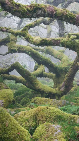 一片迷人的森林