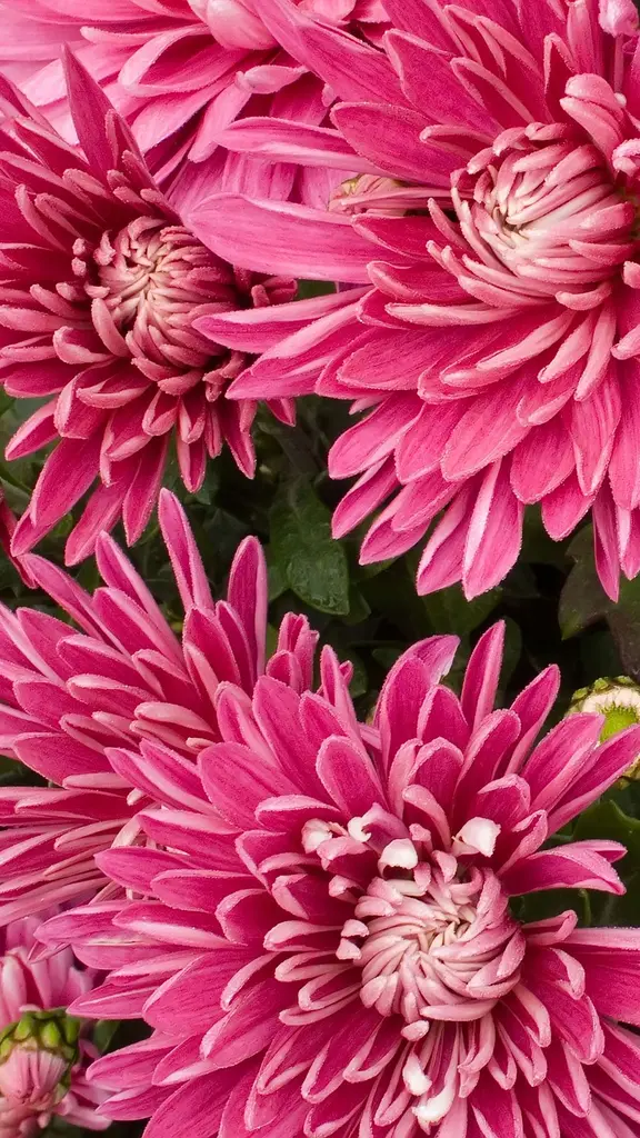 今日は重陽の節句