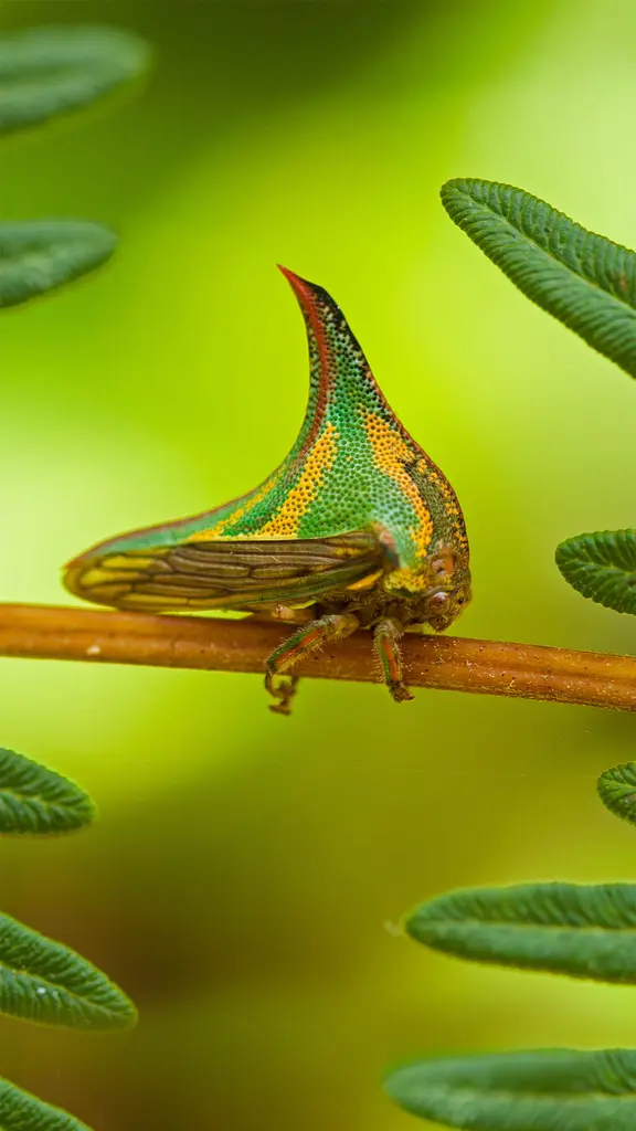 Pico Bonito国家公园里的刺蛾，洪都拉斯