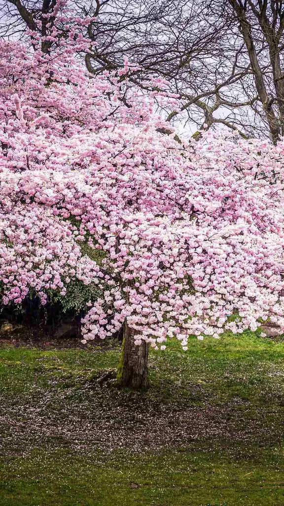 Cherry blossom season!