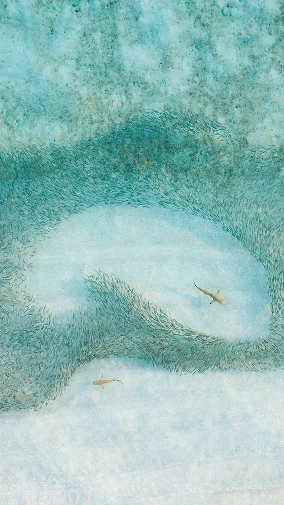 Um arrepio de tubar&otilde;es na ca&ccedil;a