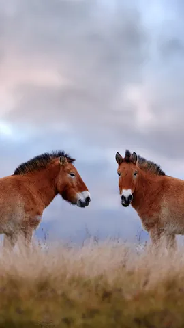 L&rsquo;un des derniers chevaux sauvages