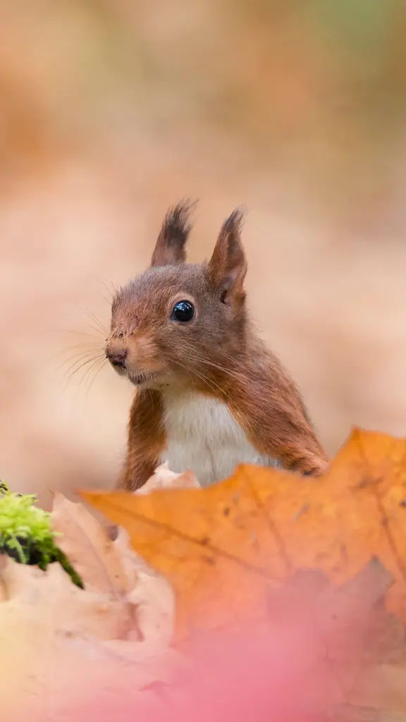 &iexcl;Una bonita sorpresa!