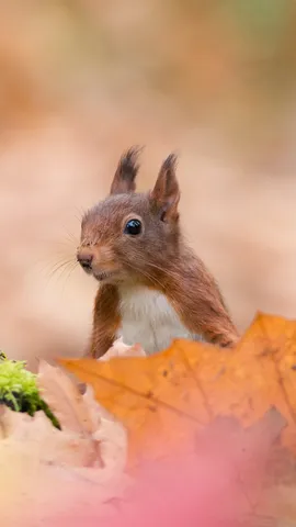 Aufmerksamer Beobachter