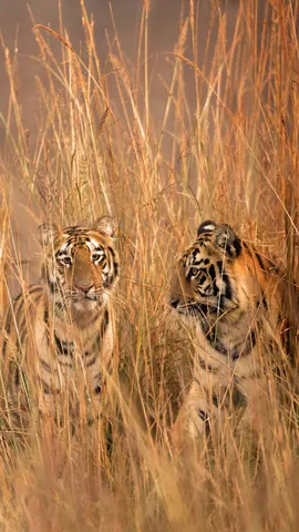 一种罕见的条纹