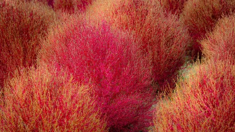 真っ赤なコキア